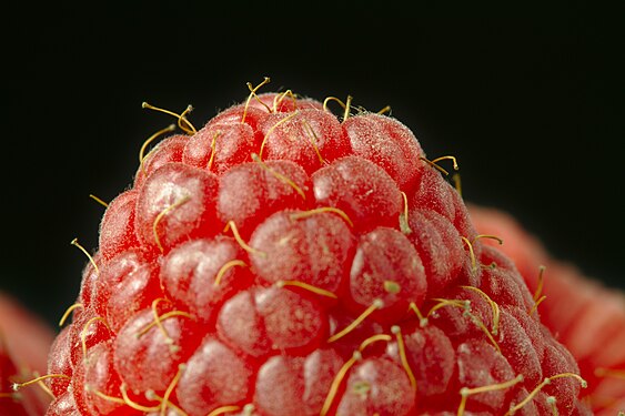 Macro of a raspberry