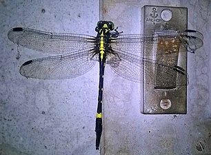 Wayanad Bowtail Macrogomphus wynaadicus female