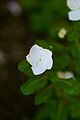 Madagascar periwinkle (Catharanthus roseus).