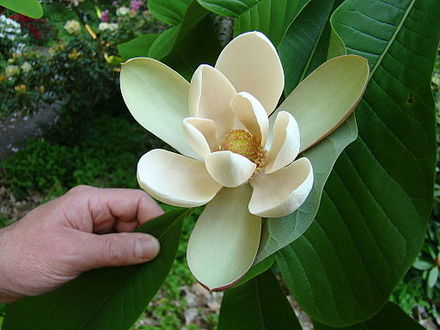 Magnolia officinalis - Wikiwand