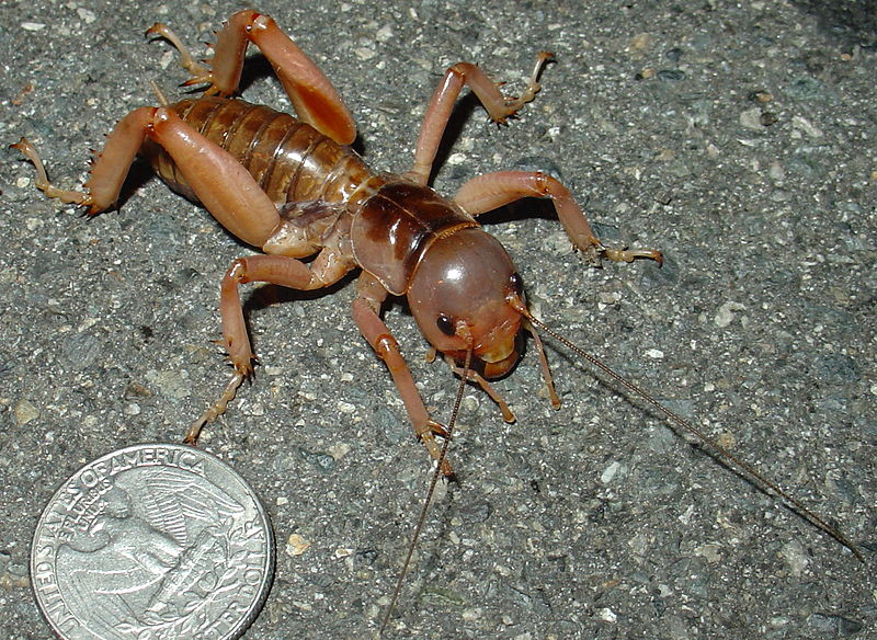 File:Mahogany Jerusalem cricket.jpg