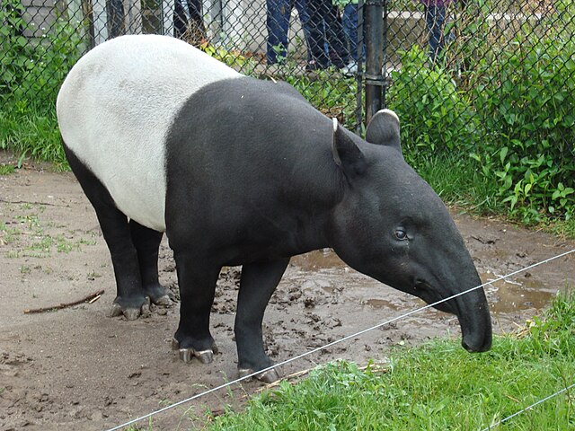 File Malayan Tapir Standing Jpg Wikimedia Commons