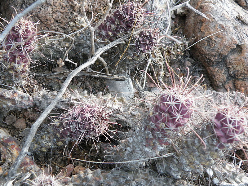 File:Mammillaria poselgeri (5770197001).jpg