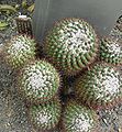 Mammillaria rhodantha