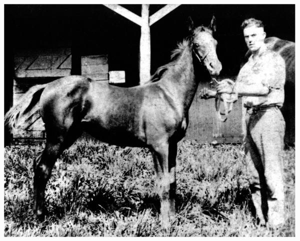 Man o' War at Nursery Stud