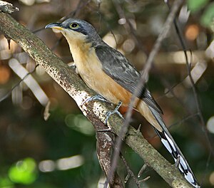 Mangrove cuckoo (Coccyzus minor)