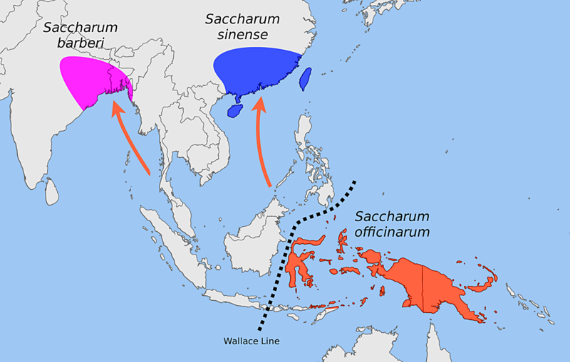 File:Map of the Brandes hypothesis on the dispersal of Saccharum officinarum L. as adapted by Daniels and Roach (1996).png