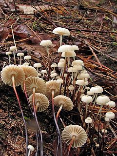 <i>Marasmius rotula</i> Species of fungus