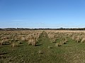 Marley Marsh - geograph.org.uk - 1746448.jpg