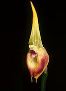 Masdevallia pinocchio