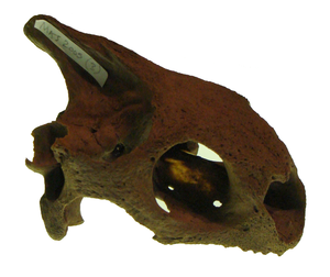 Mauritius'tan bir Cylindraspis türünün kafatası.