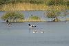 Greylag Geese on one of the Meißendorf lakes