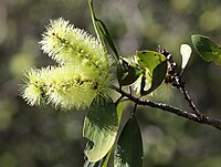 Melaleuca viridiflora