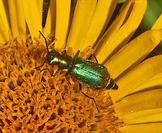 <i>Malachius</i> Genus of beetles