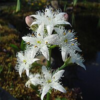 Menyanthes trifoliata, vattenklöver