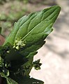 Mercurialis annua מרקולית