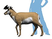 Life restoration of the Miocene pronghorn Merriamoceros with an anachronistic human to scale Merriamoceros coronatus life restoration.jpg