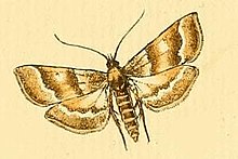 Metasia suppandalis.JPG