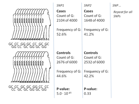 Example calculation illustrating the methodology of a case-control GWA study. The allele count of each measured SNP is evaluated--in this case with a chi-squared test--to identify variants associated with the trait in question. The numbers in this example are taken from a 2007 study of coronary artery disease (CAD) that showed that the individuals with the G-allele of SNP1 (rs1333049) were overrepresented amongst CAD-patients. Method example for GWA study designs.png