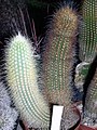 Micranthocereus streckeri