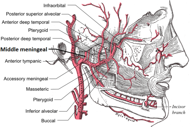 PDF] A review of the mandibular and maxillary nerve supplies and their  clinical relevance.