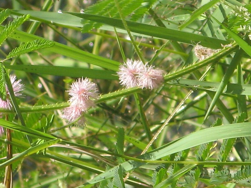 File:Mimosa diplotricha2.jpg