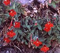 Mimulus eastwoodiae