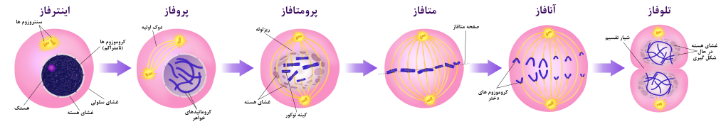 Mitosis Stages - Persian.svg