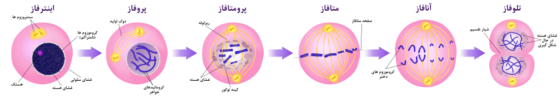 A diagram of the mitotic phases