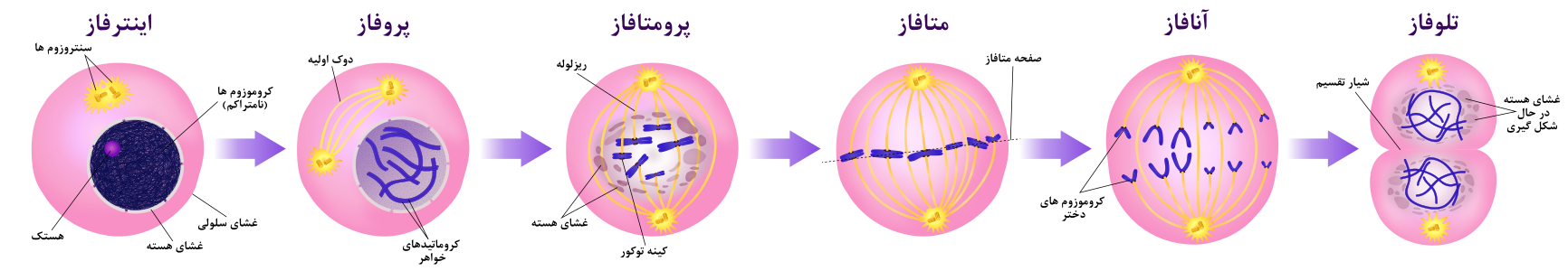 مراحل تقسیم رشتمان (میتوز)