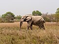 * Nomination Elephant in Mole National Park --MB-one 11:01, 7 September 2023 (UTC) * Promotion  Support Good quality. --Ktkvtsh 18:07, 8 September 2023 (UTC)