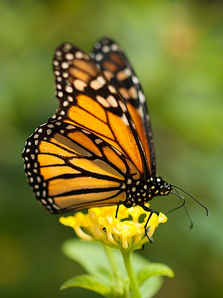 君主斑蝶 – monarch butterfly in the butterfly house at