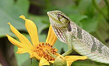 Polychrus gutturosus seen in Tapir Valley, Tenorio Volcano National Park, Costa Rica. Monkey Lizard - 49220531861.jpg