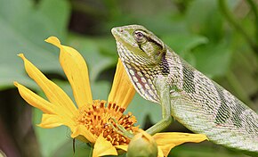 Beschrijving van de afbeelding van de Monkey Lizard - 49220531861.jpg.