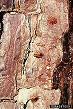 Eihoopjes van Monochamus sp. op Pinus sp.