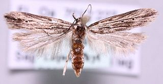 <i>Monochroa palustrellus</i> Species of moth