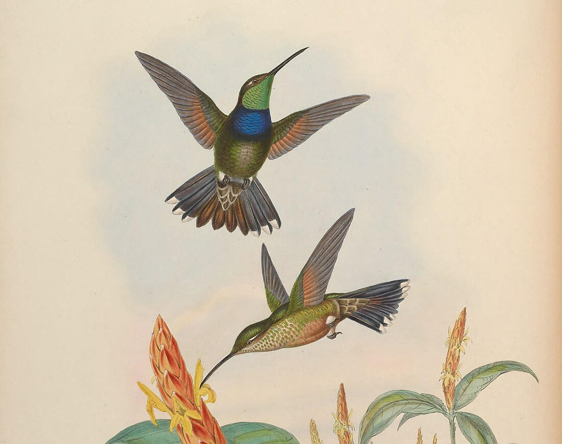 Colibrí de pit violaci