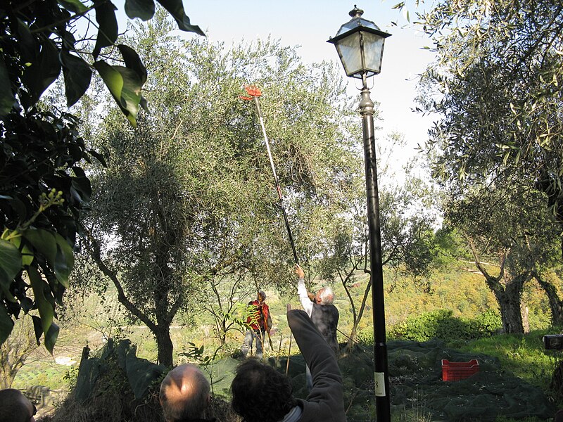 File:Montecolognola Olive harvest.JPG