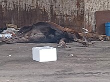 Moose carcass, cause of death unkown, at a solid waste transfer facility in Alaska. Moose carcass at a solid waste facility, Homer, Alaska.jpg