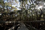 Таңертеңгі тұман Mangroves.jpg