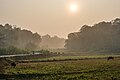 * Nomination Cows grazing in paddy stubble as the rising sun burns off the morning mist, Balamuri, Coorg --Tagooty 00:43, 10 February 2024 (UTC) * Promotion  Support Good quality.--Agnes Monkelbaan 05:18, 10 February 2024 (UTC)