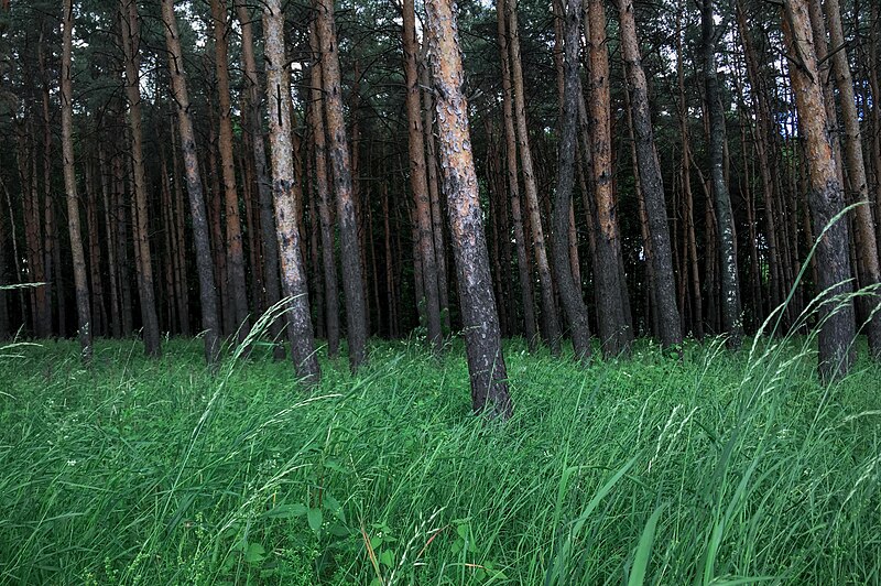 File:Moscow, dense trees in Poklonnaya Hill park (31286317172).jpg