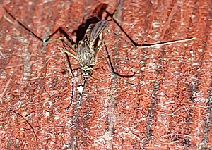 Mosquito's zoom picture.jpg