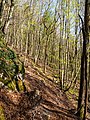 * Nomination Hiking trail Mehlbeerensteig on the Hohlen Berg near Muggendorf --Ermell 07:59, 23 June 2022 (UTC) * Promotion  Support Good quality. --Steindy 11:11, 23 June 2022 (UTC)