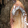 Latex prýštící z naseklého kmene Ficus thonningii