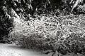 Snow-covered bushes in Murdo Frazer Park.