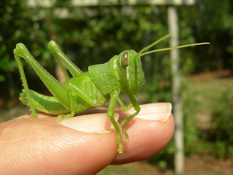 File:My Friend the Grasshopper - Flickr - J. Chris Vaughan.jpg