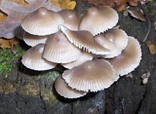 Fruit bodies typically grow in clusters on rotting wood. Mycena galericulata 12308.jpg