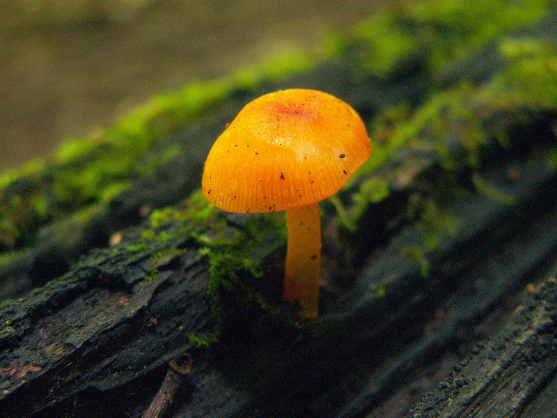 Orange mushrooms