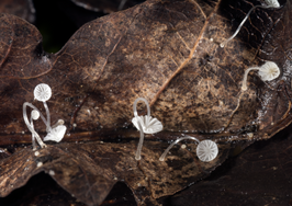 Pantoffelmycena